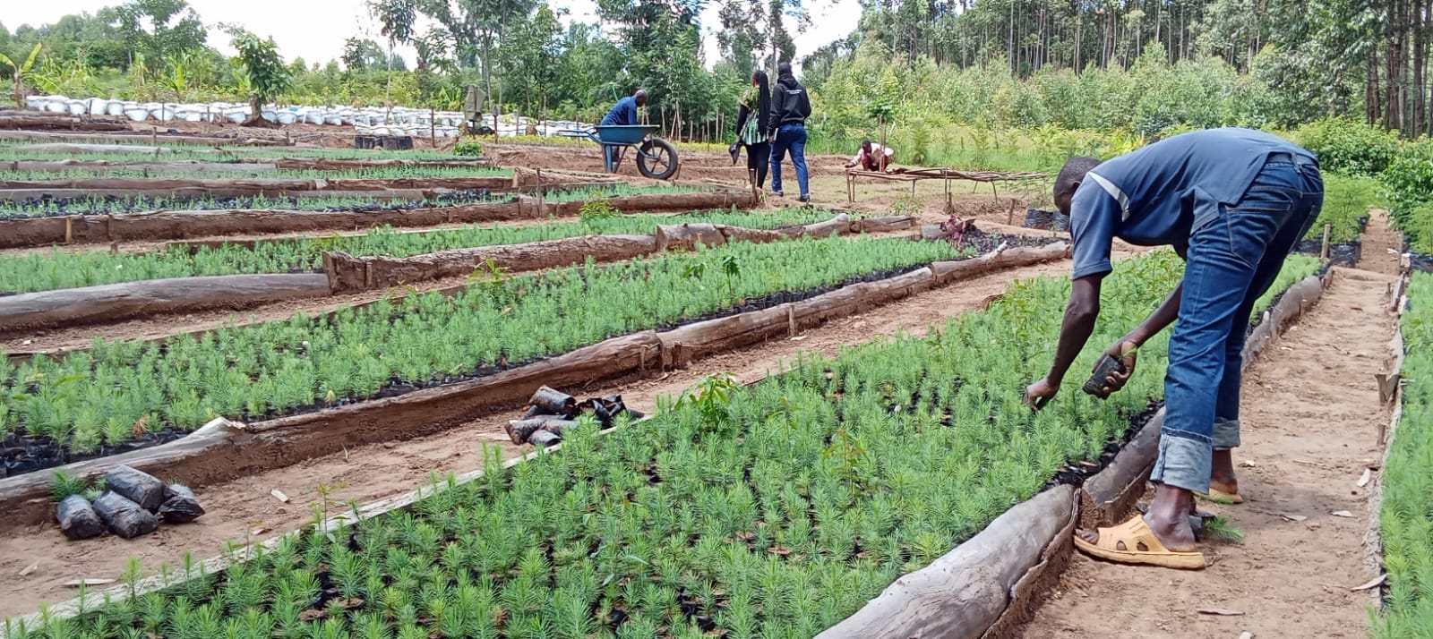 Green World Youth visit to our GreenCover Trees nursery.